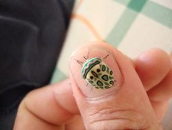 Deretan Foto Serangga Unik yang Mungkin Belum Pernah Kamu Lihat