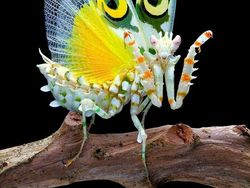 Deretan Foto Serangga Unik yang Mungkin Belum Pernah Kamu Lihat