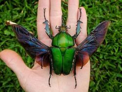 Deretan Foto Serangga Unik yang Mungkin Belum Pernah Kamu Lihat