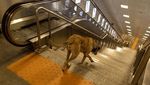 Ini Boji, Anjing di Turki yang Hobi Jalan-jalan Naik Transportasi umum