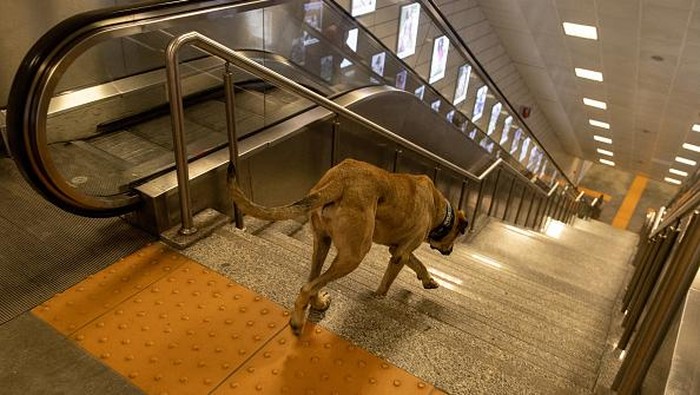 Boji, seekor anjing liar menarik perhatian warga di Turki. Anjing liar ini punya hobi jalan-jalan naik transportasi umum mulai bus, feri hingga kereta metro.