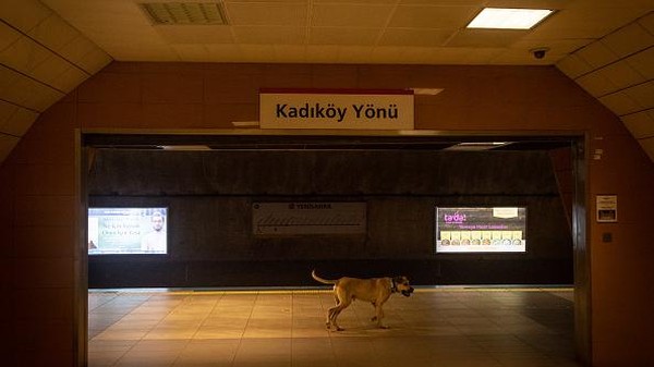 Terkadang anjing liar itu berjalan hingga menempuh jarak mencapai 30 kilometer sehari menggunakan kereta bawah tanah, feri, bus maupun trem bersejarah di Istanbul.  