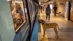 Ini Boji, Anjing di Turki yang Hobi Jalan-jalan Naik Transportasi umum