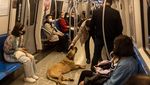 Ini Boji, Anjing di Turki yang Hobi Jalan-jalan Naik Transportasi umum