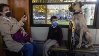 Seorang penumpang memotret Boji saat anjing liar itu tengah menaiki trem di kawasan Istanbul, Turki, Kamis (21/10/2021).