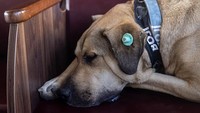 Kepopuleran Boji tak hanya diketahui oleh para pengguna transportasi umum, pejabat Kota Istanbul pun turut memantau aktivitas Boji dengan melacak perjalanannya melalui microchip dan aplikasi telepon.