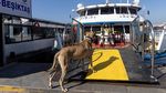 Ini Boji, Anjing di Turki yang Hobi Jalan-jalan Naik Transportasi umum