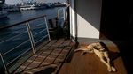 Ini Boji, Anjing di Turki yang Hobi Jalan-jalan Naik Transportasi umum