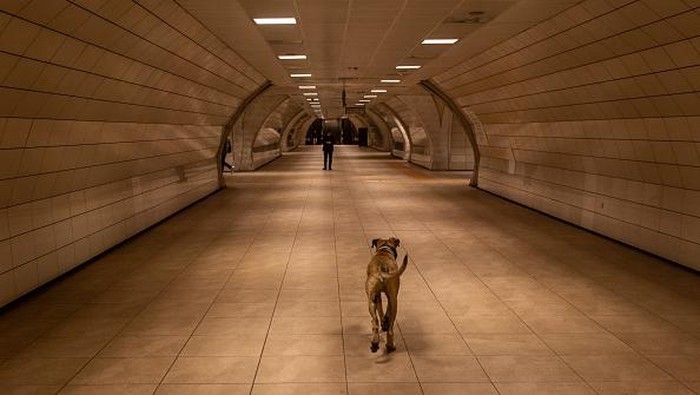 Boji, seekor anjing liar menarik perhatian warga di Turki. Anjing liar ini punya hobi jalan-jalan naik transportasi umum mulai bus, feri hingga kereta metro.