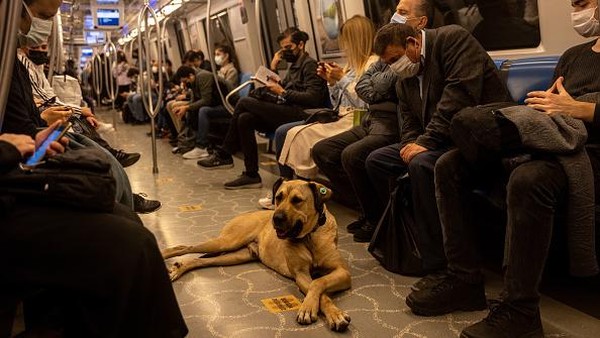 Seekor anjing liar menarik perhatian warga di Istanbul, Turki. Pasalnya, Boji, nama anjing liar tersebut, memiliki hobi jalan-jalan naik transportasi umum di kota itu.