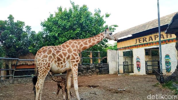 Jerapah di Maraharani Zoo dan Goa Lamongan