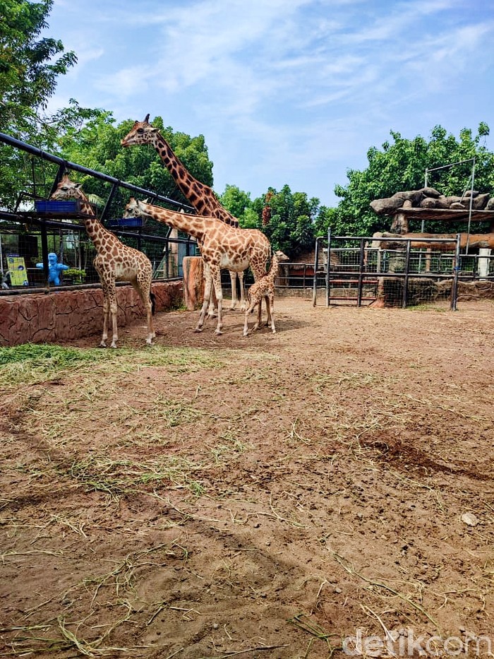 Jerapah di Maraharani Zoo dan Goa Lamongan