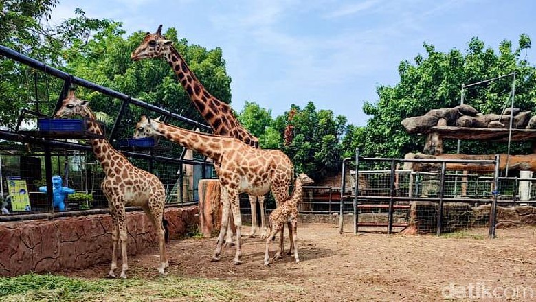 Jerapah di Maraharani Zoo dan Goa Lamongan