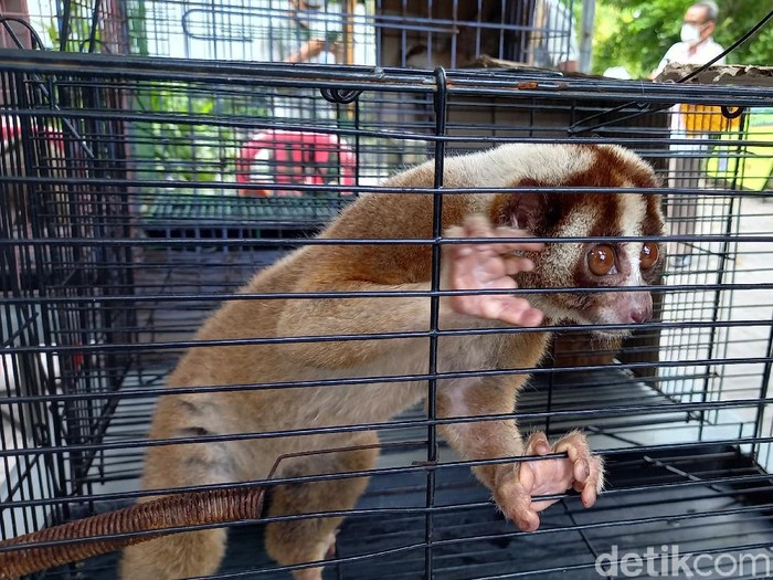 Jumpa pers kasus perdagangan satwa dilindungi terdiri kukang Jawa hingga buaya, Yogyakarta, Jumat (22/10/2021).