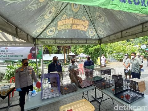 Jumpa pers kasus perdagangan satwa dilindungi terdiri kukang Jawa hingga buaya, Yogyakarta, Jumat (22/10/2021).