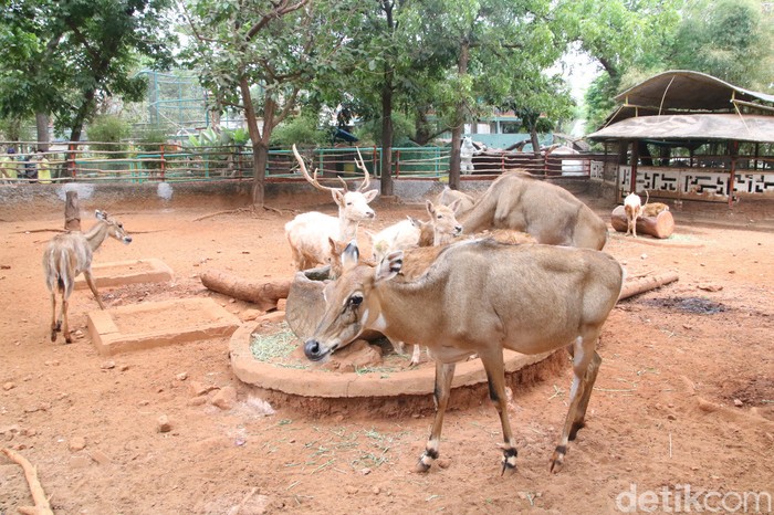 Maharani Zoo dan Goa Lamongan (Mazoola)