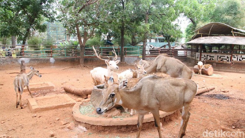 Maharani Zoo dan Goa Lamongan (Mazoola)