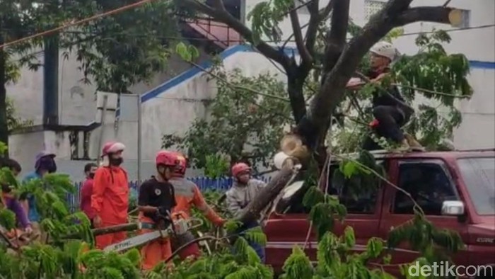 Pohon Tumbang di Ciamis