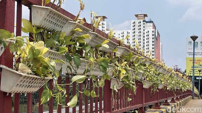 Pot Tanaman Gantung Hiasi Jembatan di Bekasi Sejumlah pot tanaman gantung menghiasi jembatan di Bekasi. Pot tanaman hias itu pun tampak membuat area jembatan lebih asri dan tak terlihat kumuh.