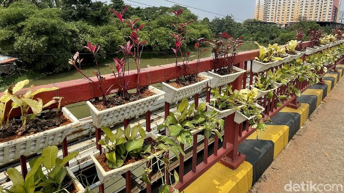 Pot Tanaman Gantung Hiasi Jembatan di Bekasi Sejumlah pot tanaman gantung menghiasi jembatan di Bekasi. Pot tanaman hias itu pun tampak membuat area jembatan lebih asri dan tak terlihat kumuh.