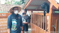 Beberapa waktu lalu, Menparekraf Sandiaga Uno mengunjungi Desa Wisata Pandanrejo di Kecamatan Kaligesing, Kabupaten Purworejo, Jawa Tengah. Yang unik dari desa wisata ini adalah, lebih banyak kambingnya daripada manusia. (Rinto Heksantoro/detikTravel)