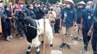 Kambing Etawa memang jadi maskot desa tersebut. Jumlah populasi warga di Desa Wisata Pandanrejo ini lima kali lebih sedikit dari jumlah kambing etawa di sana. Sandiaga pun memberi julukan New Zealand van Java untuk desa Pandanrejo. (Rinto Heksantoro/detikTravel)