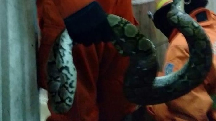 Tim Damkar Kota Surabaya mengevakuasi ular sanca, yang bersembunyi di saluran pembuangan kamar mandi toko warga. Ular jenis sanca kembang itu sepanjang 1,5 meter.
