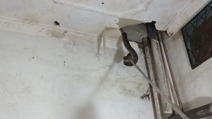 Ular sanca tiba-tiba muncul dari plafon rumah warga di Pekanbaru, Riau (dok. Damkar)