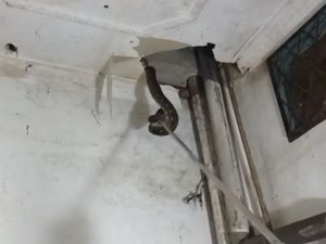 Bikin Kaget! 2 Ular Sanca Tiba-tiba Muncul dari Plafon Rumah di Riau