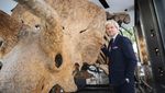 Wow, Fosil Triceratops Terbesar Dunia Dilelang Jutaan Dollar di Paris