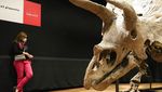 Wow, Fosil Triceratops Terbesar Dunia Dilelang Jutaan Dollar di Paris