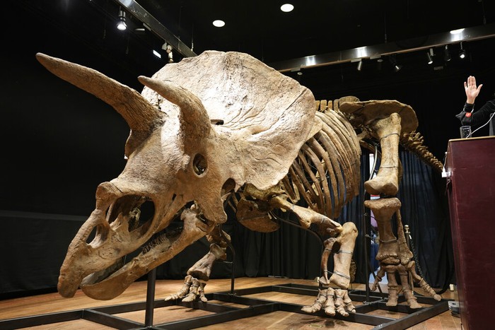 Fosil triceratops terbesar di dunia dilelang di Paris, Prancis, Kamis (21/10/2021) waktu setempat. Tak tanggung-tanggung, fosil dinosaurus jenis triceratops ini dijual seharga 6,6 juta euro.