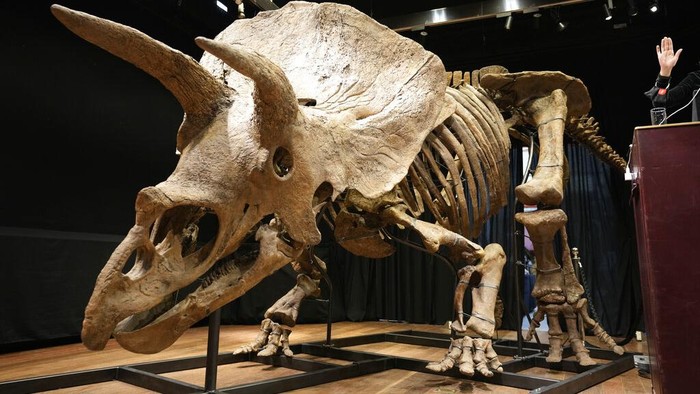 Wow, Fosil Triceratops Terbesar Dunia Dilelang Jutaan Dollar di Paris Fosil triceratops terbesar di dunia dilelang di Paris, Prancis, Kamis (21/10/2021) waktu setempat. Tak tanggung-tanggung, fosil dinosaurus jenis triceratops ini dijual seharga 6,6 juta euro.