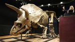 Wow, Fosil Triceratops Terbesar Dunia Dilelang Jutaan Dollar di Paris