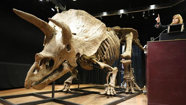 Penampakan fosil dinosaurus jenis triceratops yang dilelang di Paris, Prancis, Kamis (21/10/2021) waktu setempat. AP Photo/Francois Mori.