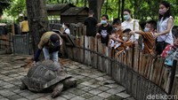 Disana pengunjung akan melihat berbagai jenis hewan seperti, siamang, singa, tapir, burung langka dan yang lainnya.