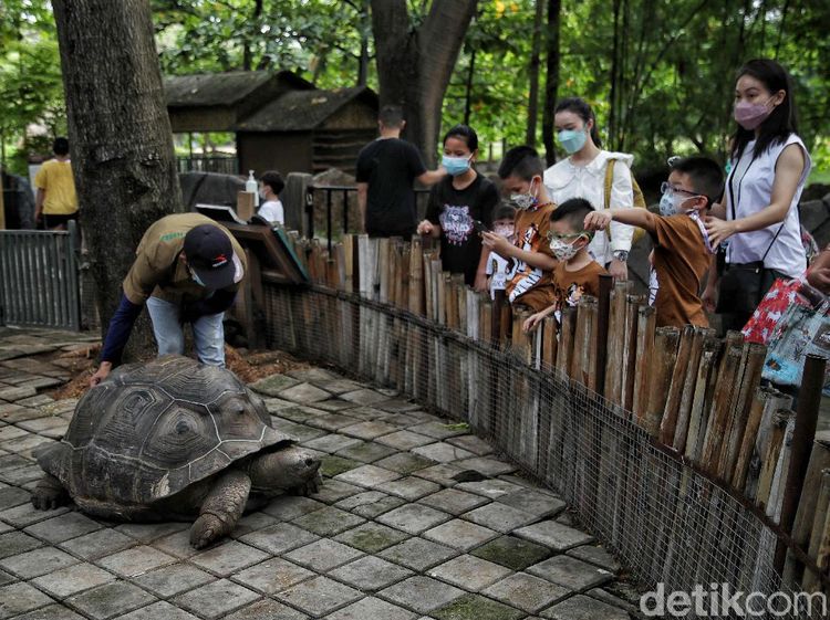 Asyik, Faunaland Ancol Kembali Dibuka