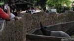 Asyik, Faunaland Ancol Kembali Dibuka