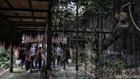 Perlu diketahui Pemprov DKI Jakarta mulai membuka area publik, taman umum dan tempat wisata dengan kapasitas maksimal 25 persen sesuai Pemberlakuan Pembatasan Kegiatan Masyarakat (PPKM) level dua di Ibu Kota. Adapun pelonggaran di tempat wisata dan taman itu di antaranya jam operasional hingga pukul 21.00 WIB.