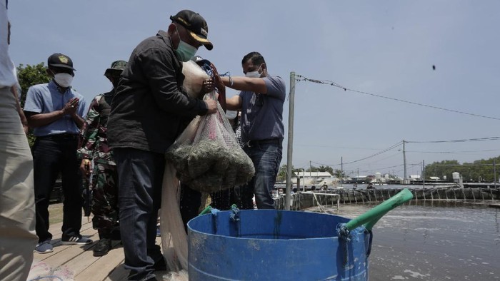 Bupati Jembrana I Nengah Tamba panen udang vaname