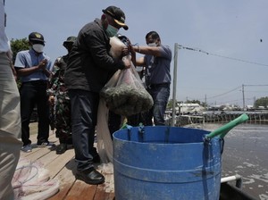 Pakai Teknologi Ini, Panen Udang Vaname Jadi Makin Banyak