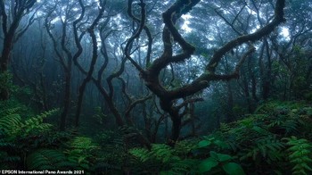 Finalis kategori Pemandangan Alam Amatir, disebut Hutan Ajaib. Itu diambil di Tenerife oleh fotografer Spanyol Castro Pardo Foto: Epson International Pano Awards 2021
