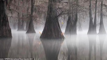 Foto ini diambil di rawa Louisiana, AS oleh juara umum Joshua Hermann Foto: Epson International Pano Awards 2021