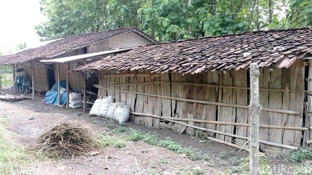 Guru honorer SD di Ngawi tinggal serumah dengan kambing. Guru ini yakni Sri Hartuti (42).