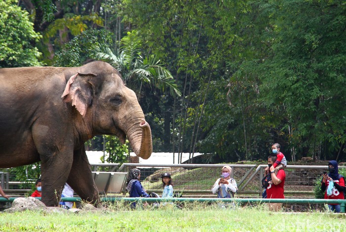 Selain melihat koleksi satwa yang ada di Taman Margasatwa Ragunan, pengunjung juga bisa duduk santai sambil makan siang di sekitar kawasan