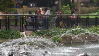 Kepala Bagian Humas Ragunan Wahyudi Bambang saat dimintai konfirmasi, Kamis (12/10/2021) mengatakan, kebun binatang itu beroperasi pukul 07.00-14.30 WIB. Sesuai dengan Keputusan Gubernur Nomor 1245 Tahun 2021, kapasitas pengunjung dibatasi 25 persen dan anak-anak di bawah 12 tahun dibolehkan memasuki lokasi wisata.