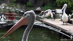 Ragunan Diserbu Ribuan Pengunjung