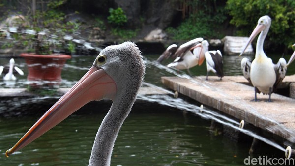 Burung Pelikan Australia menjadi salah satu tempat favorit bagi para pengunjung yang datang ke Taman Margasatwa Ragunan.