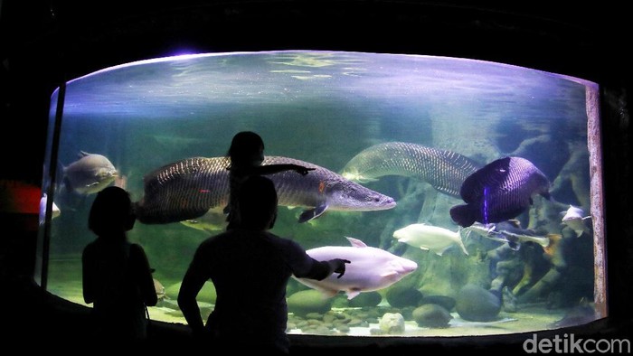 Wahana Sea World pada libur pekan ini terlihat ramai pegunjung. Telihat banyak anak-anak yang antusias di wahana tersebut.