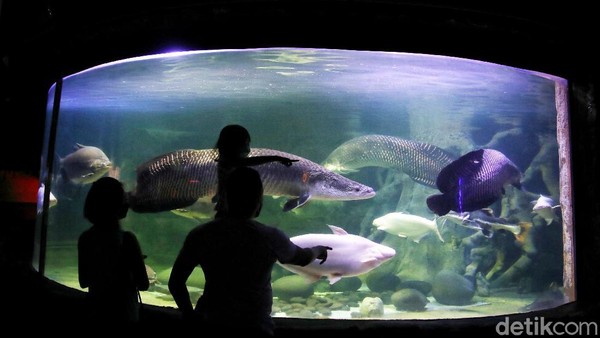 Disana pengunjung bisa melihat jenis ikan dan musem tentang ikan. Perlu diketahui pada jam 13.00 WIB tadi jumlah pegunjung Ancol mencapai 10 ribu. Disana pengunjung bisa melihat jenis ikan dan musem tentang ikan. Perlu diketahui pada jam 13.00 WIB tadi jumlah pegunjung Ancol mencapai 10 ribu.